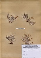 藏品(柵狀軟骨凹頂藻)的圖片